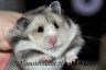 Hamsterhuette´s Greyce